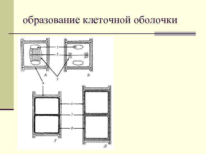 образование клеточной оболочки 
