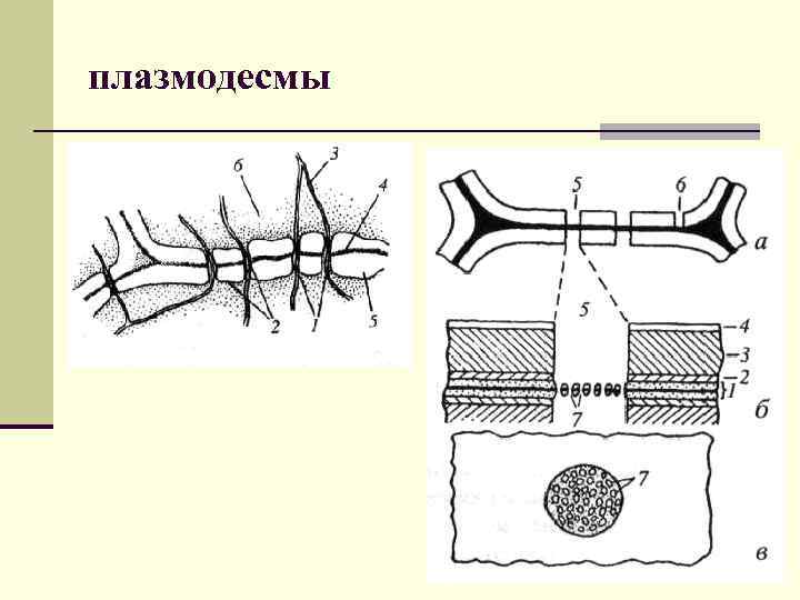 Плазмодесмы. Плазмодесма функции. Плазмодесмы схема. Плазмодесмы растительной клетки. Плазмодесмы и поры.