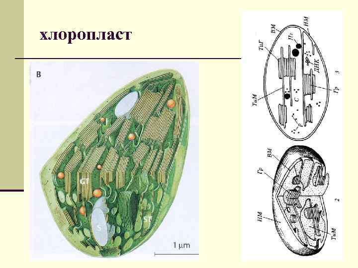 Понятие хлоропласт