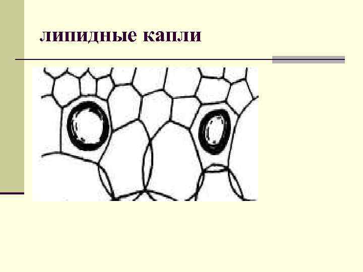 липидные капли 