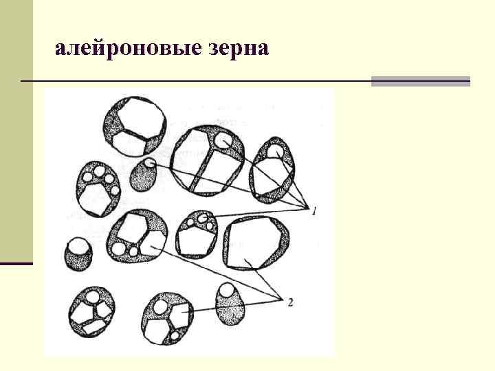 Зерно крахмала рисунок