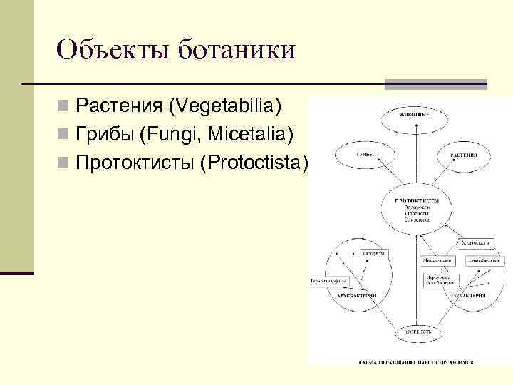 Объекты ботаники n Растения (Vegetabilia) n Грибы (Fungi, Micetalia) n Протоктисты (Protoctista) 