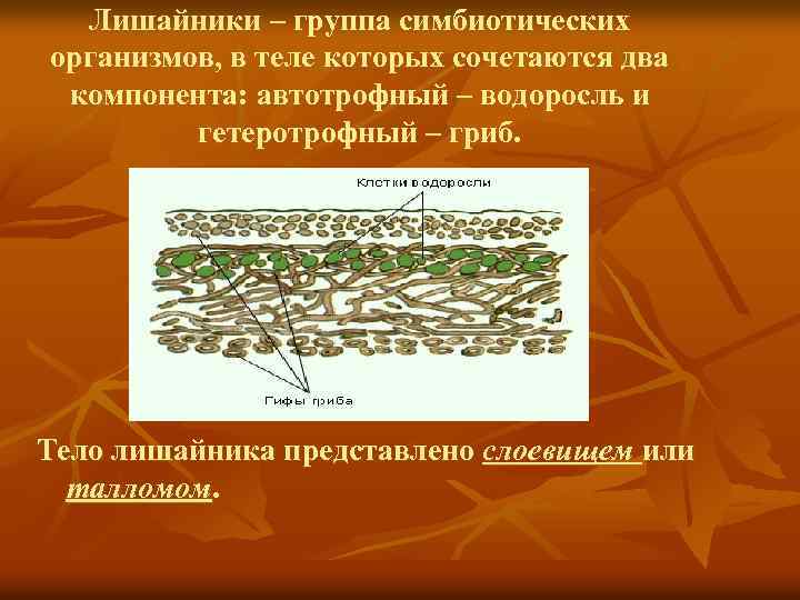 Тело лишайника. Лишайники группа симбиотических. Лишайники комплексные симбиотические организмы 5 класс. Автотрофный компонент лишайника. Автотрофные компоненты лишайника.