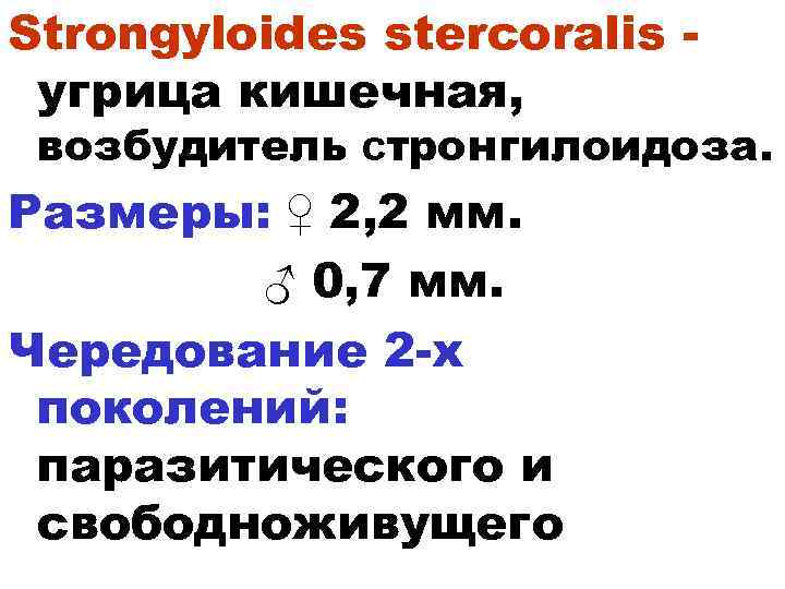 Strongyloides stercoralis угрица кишечная, возбудитель стронгилоидоза. Размеры: ♀ 2, 2 мм. ♂ 0, 7