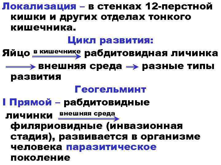 Локализация – в стенках 12 -перстной кишки и других отделах тонкого кишечника. Цикл развития:
