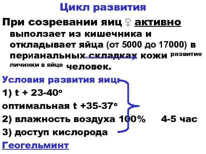 Цикл развития При созревании яиц ♀ активно выползает из кишечника и откладывает яйца (от