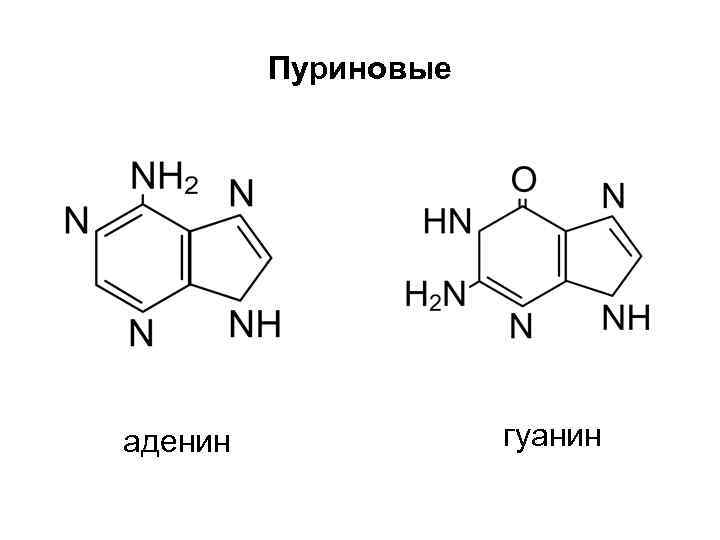 Пурины азотистые основания