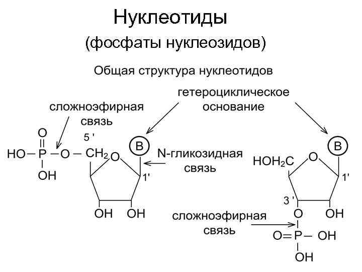 Нуклеотиды (фосфаты нуклеозидов) 