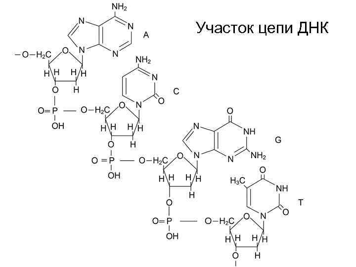 Участок цепи ДНК 