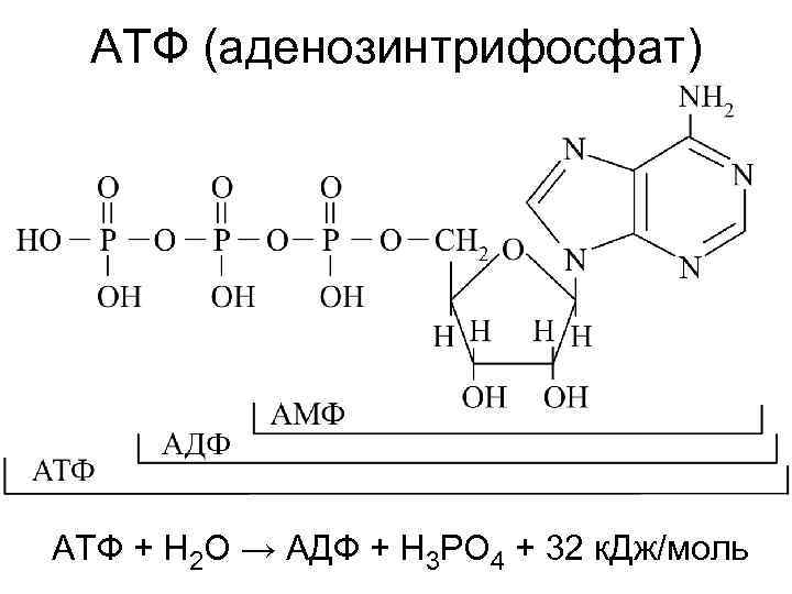 АТФ (аденозинтрифосфат) АТФ + Н 2 О → АДФ + Н 3 РО 4