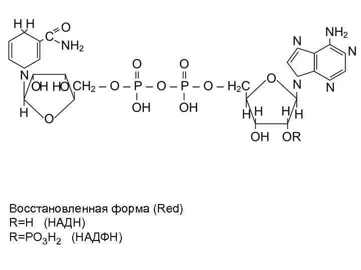 Восстановленная форма (Red) R=H (НАДH) R=PO 3 H 2 (НАДФH) 