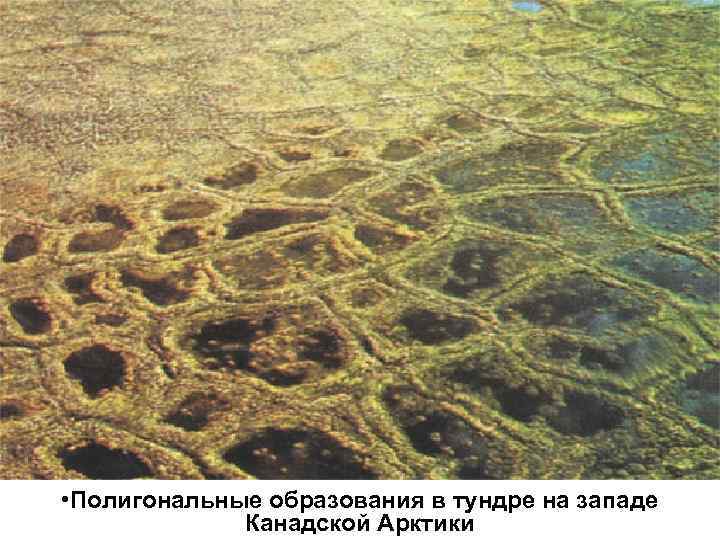  • Полигональные образования в тундре на западе Канадской Арктики 