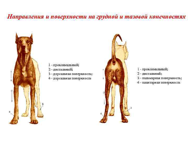 Стандарт цвергшнауцера схема анатомия