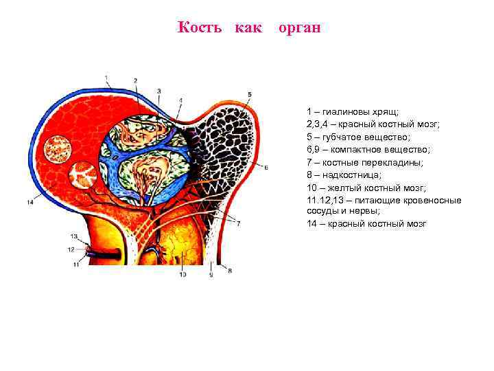Кость как орган 1 – гиалиновы хрящ; 2, 3, 4 – красный костный мозг;