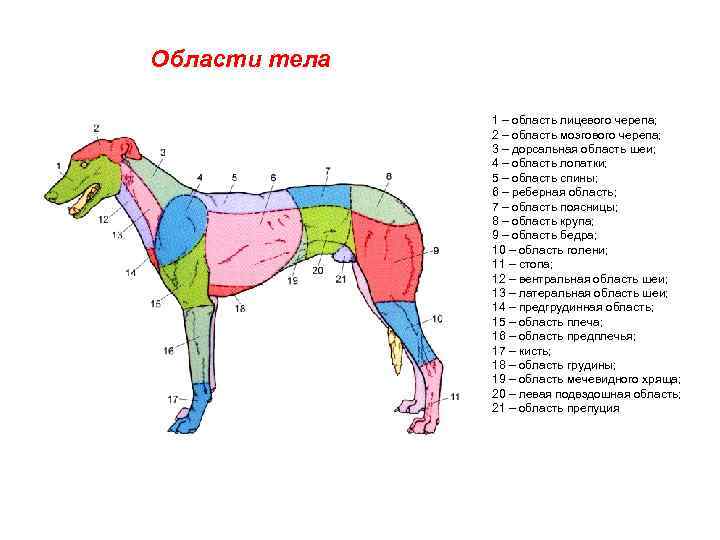 Туловище собаки