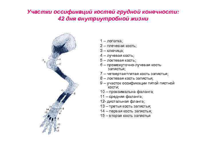 Участки оссификаций костей грудной конечности: 42 дня внутриутробной жизни 1 – лопатка; 2 –