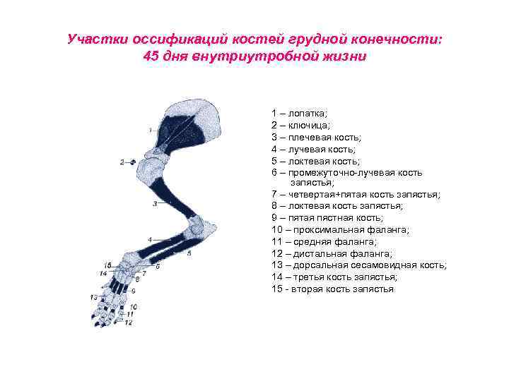 Участки оссификаций костей грудной конечности: 45 дня внутриутробной жизни 1 – лопатка; 2 –