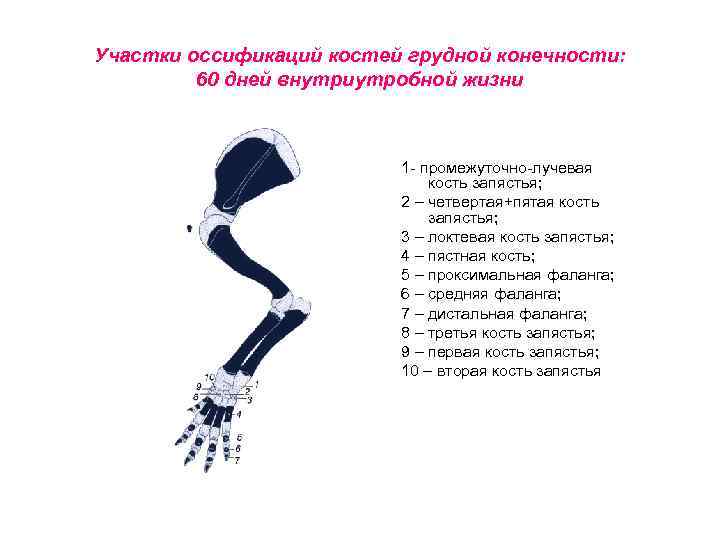 Участки оссификаций костей грудной конечности: 60 дней внутриутробной жизни 1 - промежуточно-лучевая кость запястья;