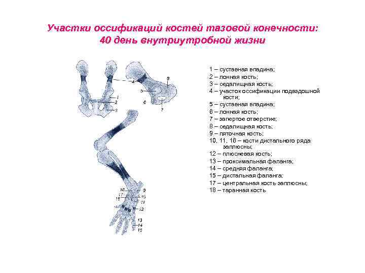 Участки оссификаций костей тазовой конечности: 40 день внутриутробной жизни 1 – суставная впадина; 2