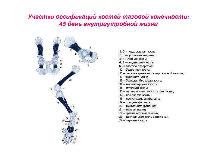 Участки оссификаций костей тазовой конечности: 45 день внутриутробной жизни 1, 5 – подвздошная кость;