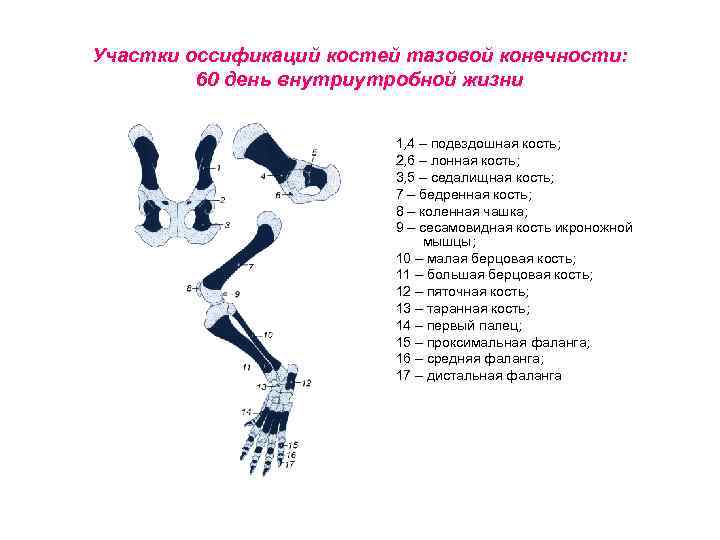 Участки оссификаций костей тазовой конечности: 60 день внутриутробной жизни 1, 4 – подвздошная кость;