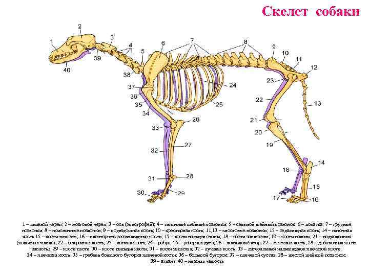 Особенности строения позвоночника собаки. Скелет собаки с описанием костей. Скелет собаки строение схема. Анатомическое строение скелета собаки. Скелет собаки строение с подписями.
