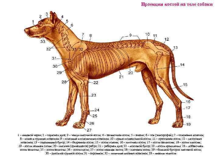 Ребра можно собаке. Анатомия тела собаки. Анатомия туловища собаки. Ребра собаки анатомия. Организм собаки.