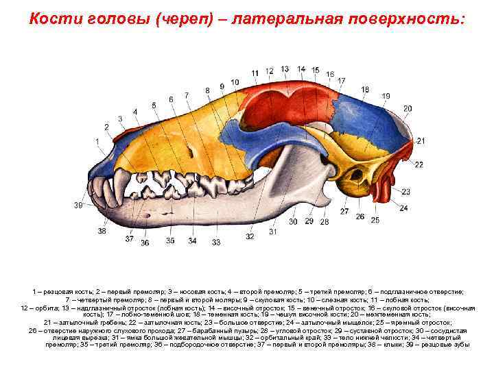 Костя голов