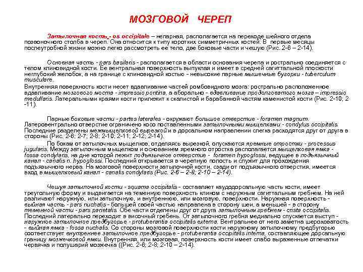 МОЗГОВОЙ ЧЕРЕП Затылочная кость - os occipitale – непарная, располагается на переходе шейного отдела