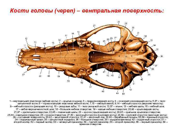 Костя голов. Клиновидная кость КРС. Небная кость животных. Череп собаки вентральная поверхность. Клиновидная кость собаки.