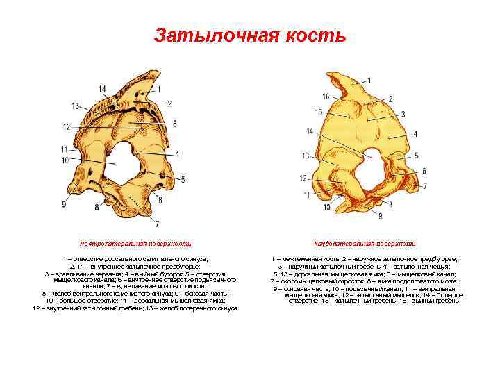 Затылочная кость Ростролатеральная поверхность 1 – отверстие дорсального сагиттального синуса; 2, 14 – внутреннее