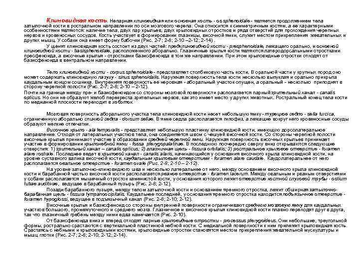 Клиновидная кость. Непарная клиновидная или основная кость - os sphenoidale - является продолжением тела