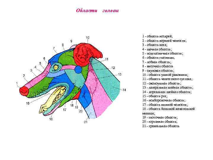 Области головы 1 - область ноздрей; 2 - область верхней челюсти; 3 - область