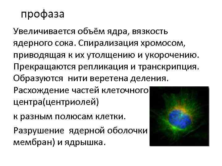 профаза Увеличивается объём ядра, вязкость ядерного сока. Спирализация хромосом, приводящая к их утолщению и