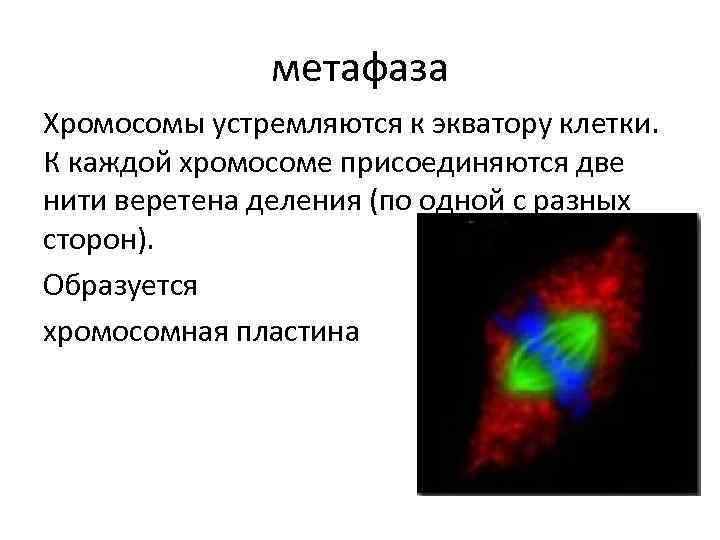 метафаза Хромосомы устремляются к экватору клетки. К каждой хромосоме присоединяются две нити веретена деления