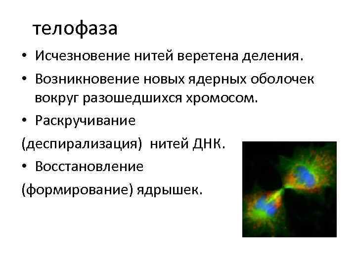 телофаза • Исчезновение нитей веретена деления. • Возникновение новых ядерных оболочек вокруг разошедшихся хромосом.