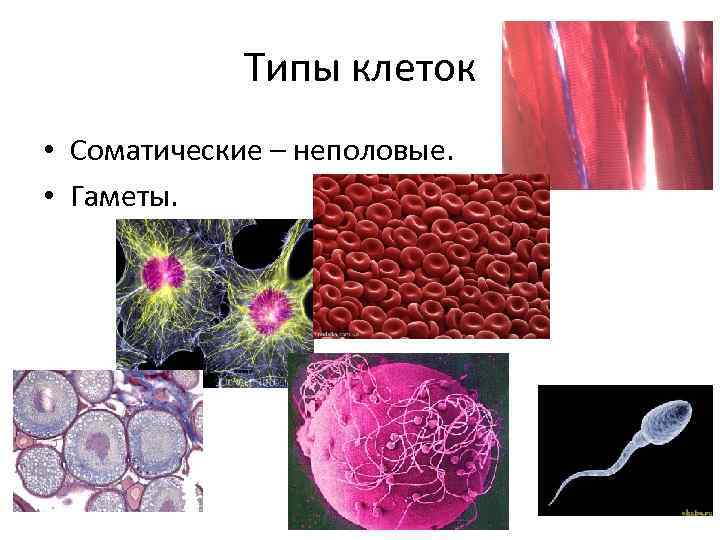 Соматические клетки организма. Соматические и половые клетки. Соматические клетки человека. Соматическая и половая клетка. Виды соматических клеток.