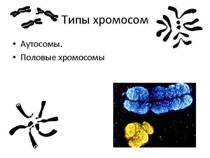 Типы хромосом • Аутосомы. • Половые хромосомы 