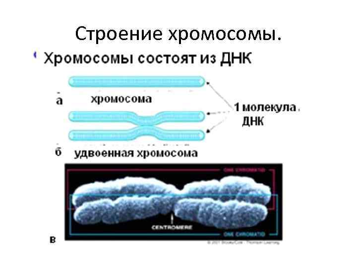 Однохроматидные хромосомы. Строение двухроматидные хромосомы. Удвоенная хромосома. Двухрамотилная хромомса.