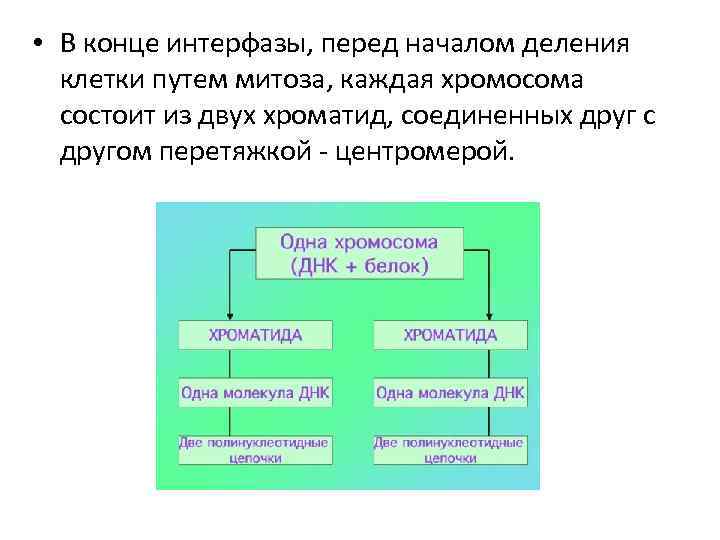  • В конце интерфазы, перед началом деления клетки путем митоза, каждая хромосома состоит