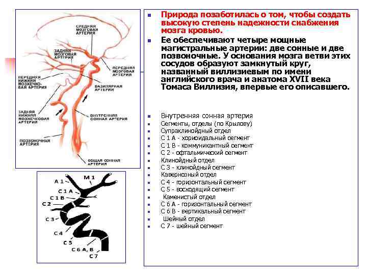 n n n n n Природа позаботилась о том, чтобы создать высокую степень надежности