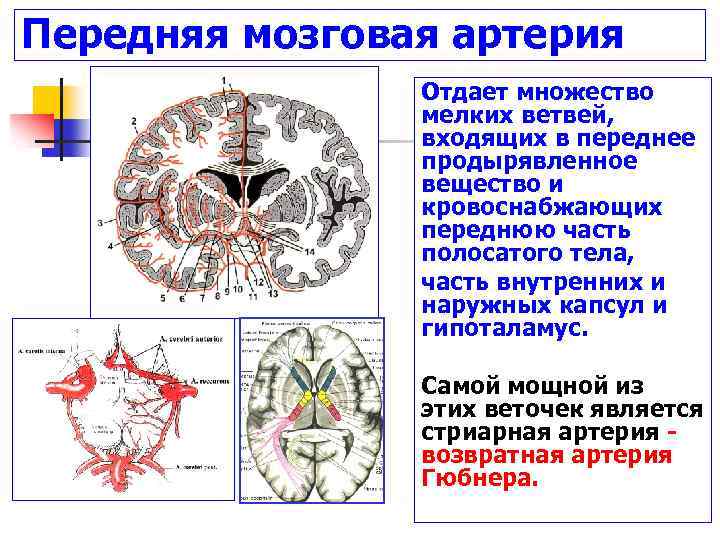 Артерии задних сегментов. ОНМК средней мозговой артерии. Сегменты передней мозговой артерии схема. Среднемозговая артерия сегменты. Анатомия средней мозговой артерии сегменты.