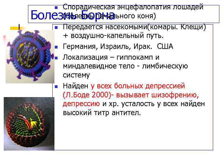 n Спорадическая энцефалопатия лошадей (болезнь печального коня) Передается насекомыми(комары. Клещи) + воздушно-капельный путь. Германия,