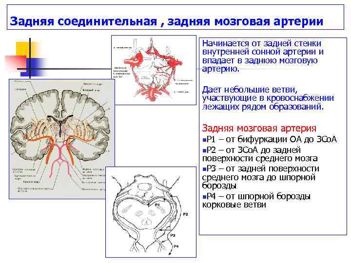 Мозговые артерии головного мозга. Среднемозговая артерия сегменты. Задняя мозговая артерия анатомия сегменты. Ветви задней мозговой артерии. Сегмент р1 левой задней мозговой артерии.