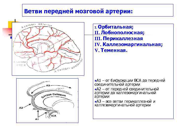 Сегменты передней мозговой артерии схема. Сегмент а1 пма