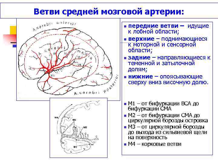 Артерии среднего мозга. Топография средней мозговой артерии. М1 м2 ветви средней мозговой артерии. Сегменты средней мозговой артерии. Сегменты передней мозговой артерии на кт.