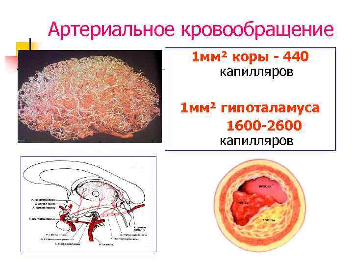 Артериальное кровообращение 1 мм² коры - 440 капилляров 1 мм² гипоталамуса 1600 -2600 капилляров