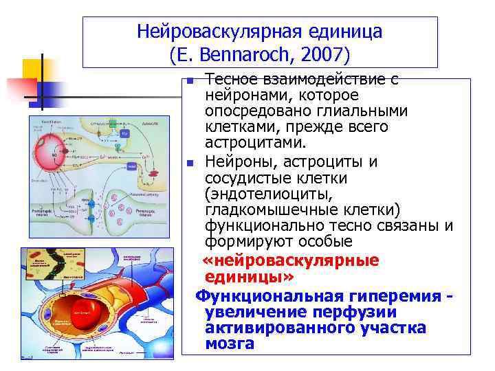Нейроваскулярная единица (E. Bennaroch, 2007) Тесное взаимодействие с нейронами, которое опосредовано глиальными клетками, прежде