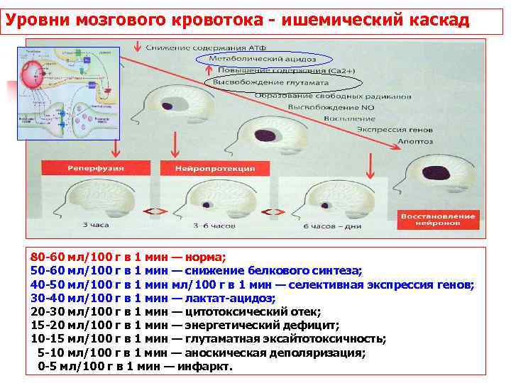 Уровни мозгового кровотока - ишемический каскад 80 -60 мл/100 г в 1 мин —