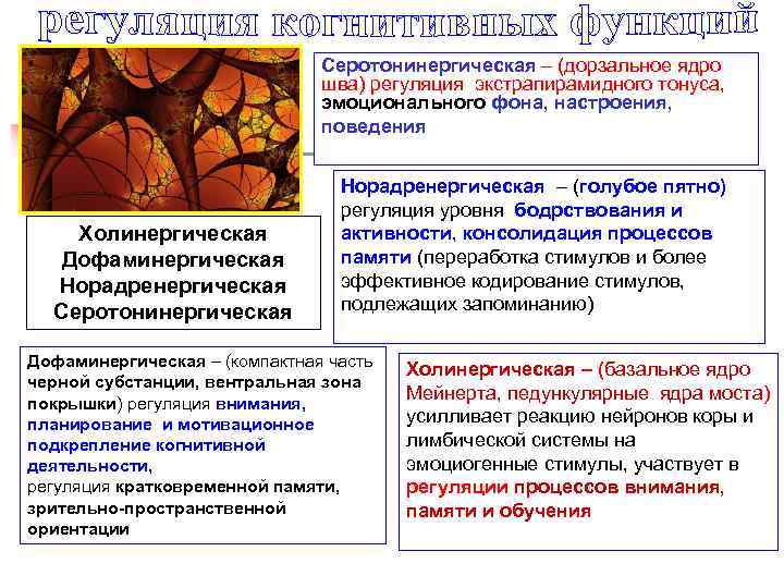 Серотонинергическая – (дорзальное ядро шва) регуляция экстрапирамидного тонуса, эмоционального фона, настроения, поведения Холинергическая Дофаминергическая